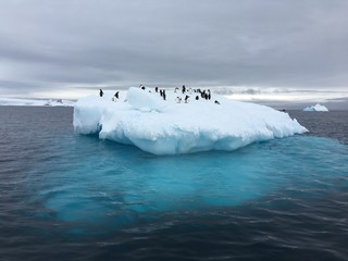 Penguins gathered on top of a blue iceberg in Antarctica