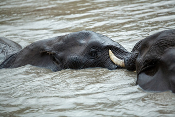 Fototapeta premium Young Elephant bulls swimming and play wrestling in a near by waterhole. 