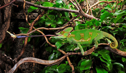 jagendes Chamäleon / hunting Chameleon - Veiled chameleon / Jemenchamäleon (Chamaeleo calyptratus) © bennytrapp