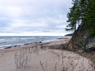steep seashore landscape, old grass and fallen trees