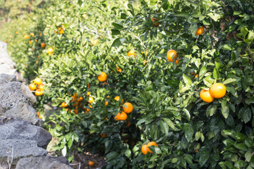 Tangerines on trees. citrus orange tree