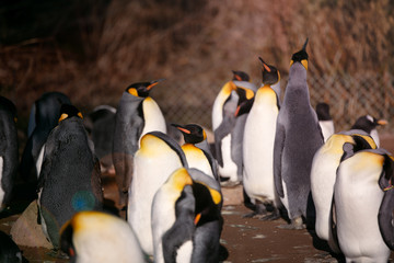 King penguins enjoy the warming sun in January
