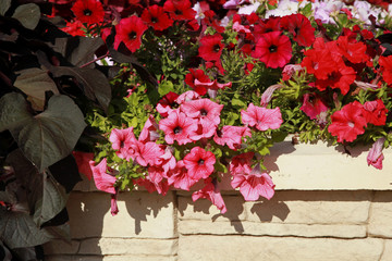 Massif de plante d'été