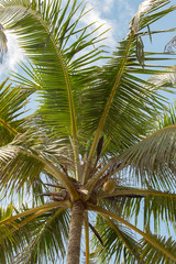 Fototapeta premium On a cloudy sunrise on the coconut palm hill in the western province of Mirissa, Sri Lanka