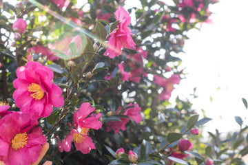 pink camellia flowers on a green bush, at a garden