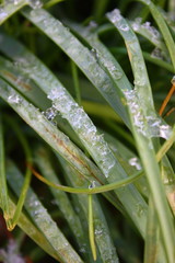 Ice on the grass in winter