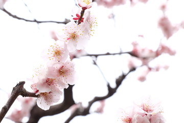春の浜離宮恩賜庭園で咲く梅の花