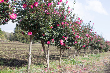 Fototapeta na wymiar Camellia flower tree road, located on Jeju Island.