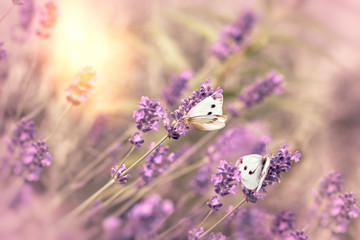 Selective focus on white butterfly on lavender, beautiful nature (flora and fauna)