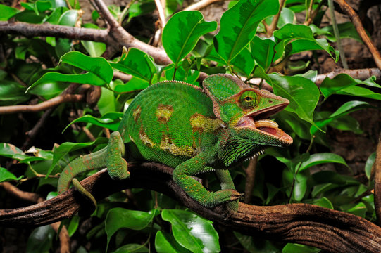 fressendes Chamäleon / feeding Chameleon - Veiled chameleon / Jemenchamäleon (Chamaeleo calyptratus)