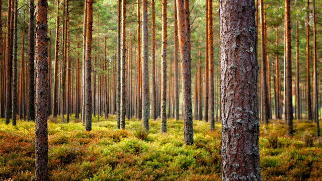 Beautiful Latvian forest landscape in autumn colors.  Amazing sea side Pine tree forests with fresh and soft moss ground.