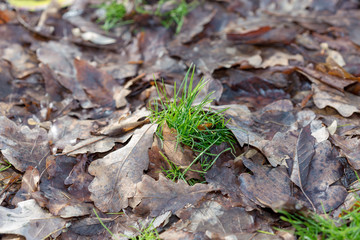 fresh grass grows under old leaves