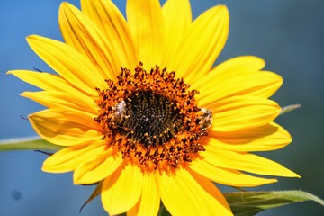 Obraz premium bee on sunflower