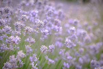 Fototapeta na wymiar Field of Lavender in Australia