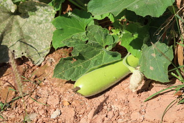 Obraz premium KAYAH/MYANMAR(BURMA) - 05th Jan, 2020 : When we travelling to Loi Kaw City, Myanmar(Burma).