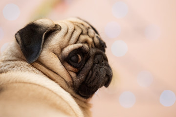 Portrait of a pug dog on a blurred background