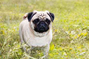 Obraz premium Pug dog in the grass