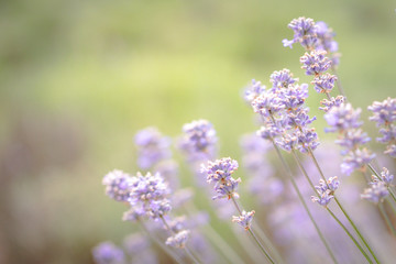 Field of Lavender in Australia