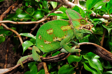 fressendes Chamäleon / feeding Chameleon - Veiled chameleon / Jemenchamäleon (Chamaeleo calyptratus) © bennytrapp