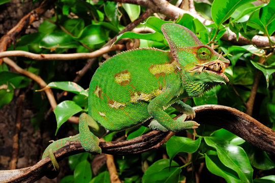 fressendes Chamäleon / feeding Chameleon - Veiled chameleon / Jemenchamäleon (Chamaeleo calyptratus)