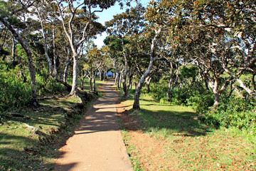 Walkway to a waterfall at the Black River Gorges National Park in Mauritius