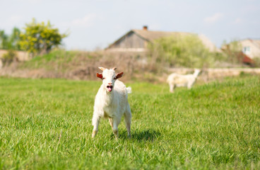 Obraz premium A young goat grazes in a meadow. Little goat portrait. Goat on a pasture