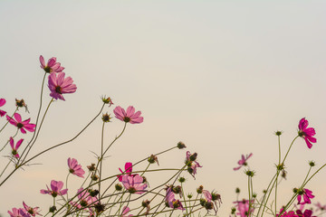 back of pink cosmos flowers on the sky background