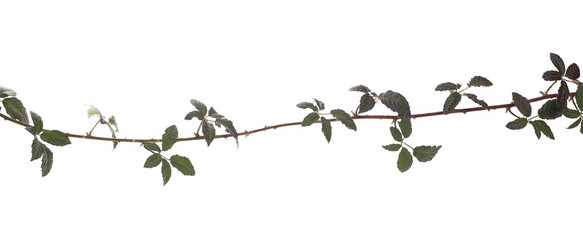 Wild blackberry twig, branch with leaves, foliage isolated on white background
