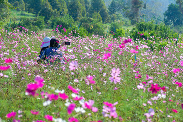 Tourists taking pictures in the fields of cosmos flowers