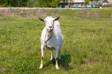 Goat on the green summer meadow. White goat outdoor on yard. Goat on a pasture. Portrait of a bearded goat