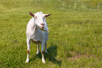 Obraz premium Goat on the green summer meadow. White goat outdoor on yard. Goat on a pasture. Portrait of a bearded goat