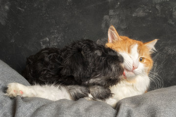 cat barely tolerates with disgust as the puppy licks it, the concept of a postcard about st valentines unrequited love with copy space.