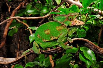 fressendes Chamäleon / feeding Chameleon - Veiled chameleon / Jemenchamäleon (Chamaeleo calyptratus) © bennytrapp