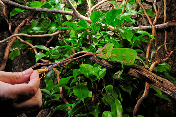 jagendes Chamäleon / hunting Chameleon - Veiled chameleon / Jemenchamäleon (Chamaeleo calyptratus) © bennytrapp