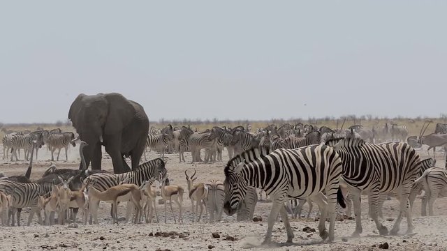 Crowded waterhole with Elephants, zebras, springbok and oryx. Etosha national Park, Ombika, Kunene, Namibia. Safari wildlife, many animal in one place