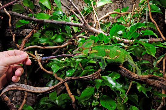 jagendes Chamäleon / hunting Chameleon - Veiled chameleon / Jemenchamäleon (Chamaeleo calyptratus)