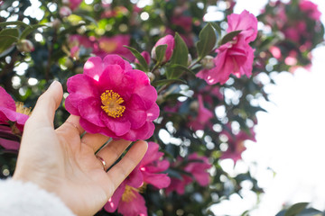 Woman's left hand delicate touch pink camellia in garden