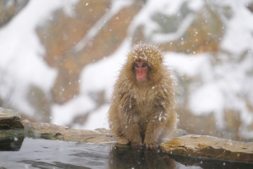 Snow Monkey in Jigokudani Monkey Park, Yamanouchi town, Nagano Pref., Japan