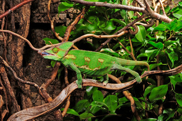 jagendes Chamäleon / hunting Chameleon - Veiled chameleon / Jemenchamäleon (Chamaeleo calyptratus) © bennytrapp