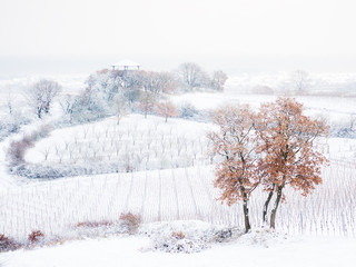 Winter landscape on the hills in Burgenland with vineyard