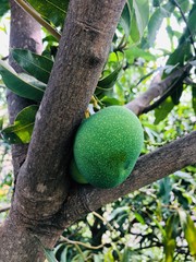 Mango like jackfruit