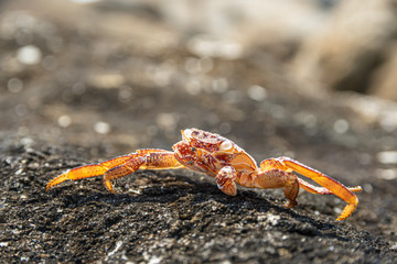 Dead red giant blue crab burned by the sun on the stone shore of the sea