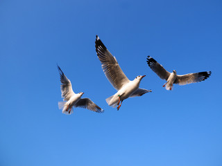 flying seagull bird