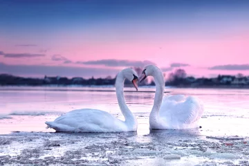 Foto op Plexiglas Romantische stijl Het romantische witte zwaanpaar dat in de rivier in mooie zonsondergangkleuren zwemt. Zwanen symboliseren de pure liefde en grootsheid van wezens.