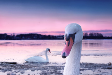 The white swan couple swimming in the river in beautiful sunset colors. Swans symbolize the love and greatness of beings.
