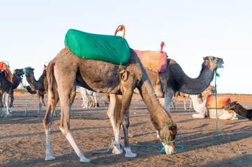 Dromedary camel closeup at a leisure camel riding center in Marrakesh