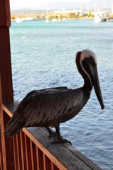 pelican on wood deck