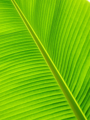 texture of banana leaf 