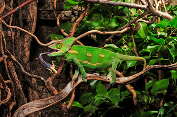 jagendes Chamäleon / hunting Chameleon - Veiled chameleon / Jemenchamäleon (Chamaeleo calyptratus) © bennytrapp
