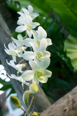 Obraz premium Beautiful white orchid flowers in the garden.